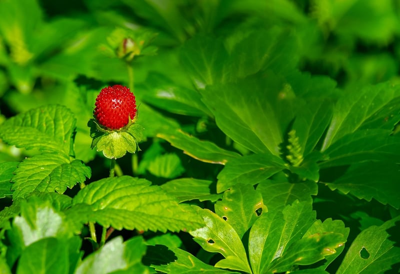 Strawberries on a vine